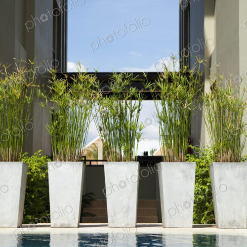 Potted Plants by Swimming Pool Potted Plants by Swimming Pool