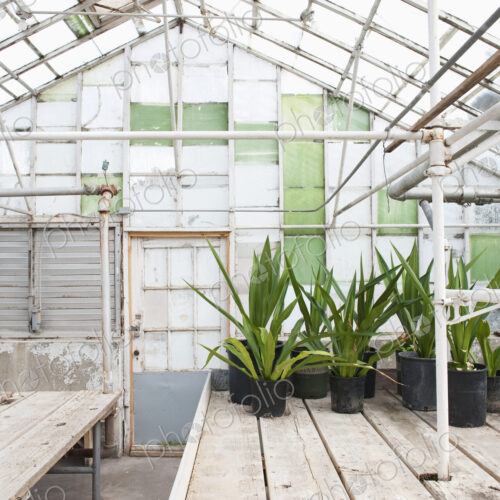 Potted Plants in a Greenhouse Potted Plants in a Greenhouse