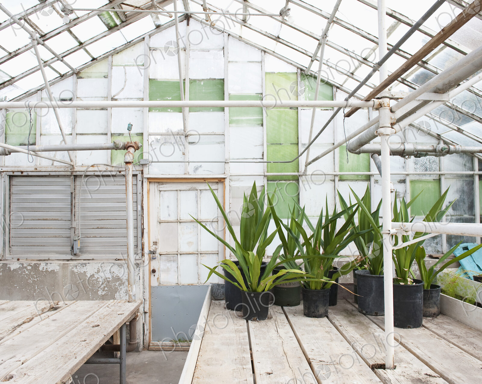 Potted Plants in a Greenhouse