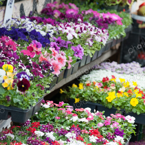 Potted flowers in market Potted flowers in market