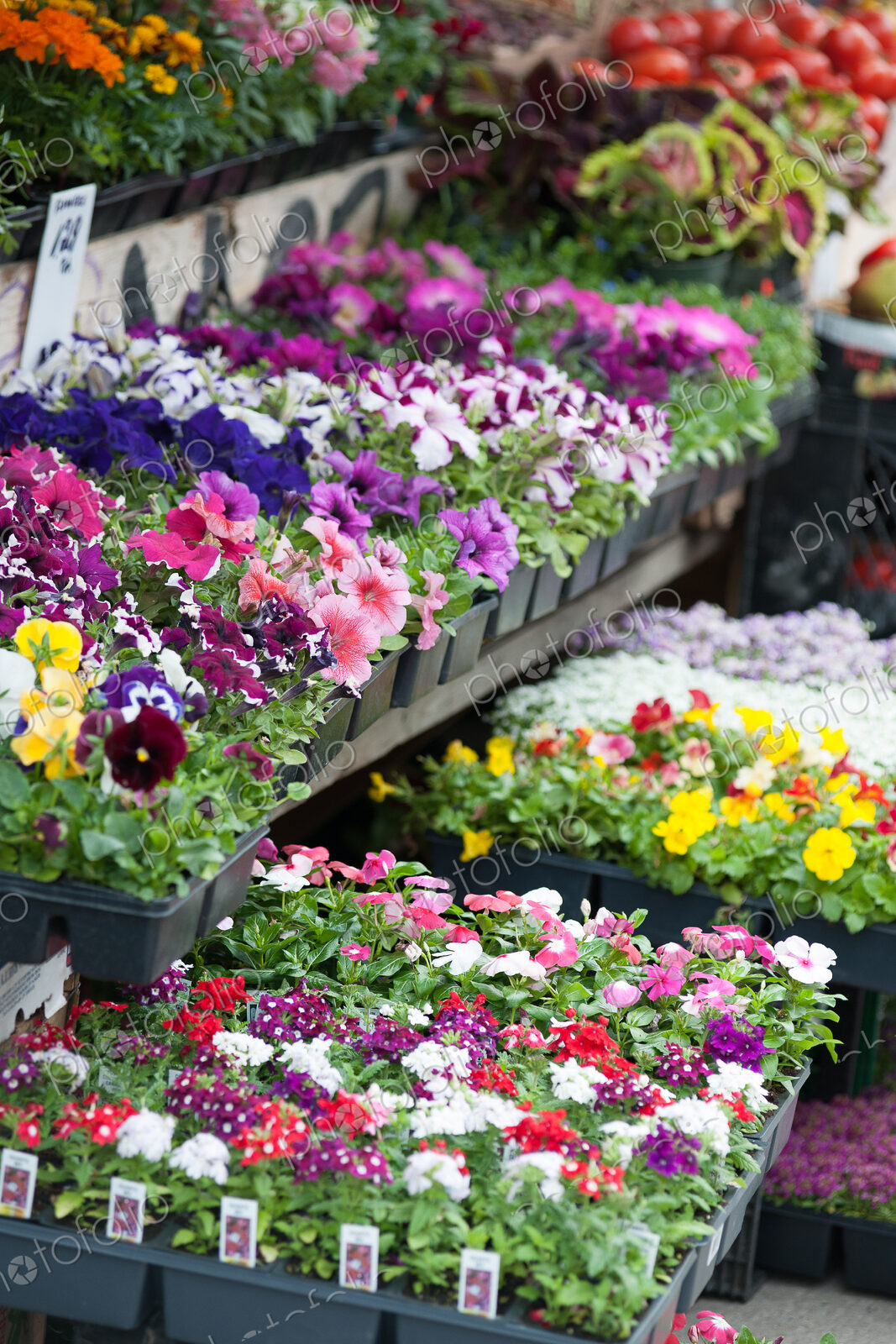 Potted flowers in market