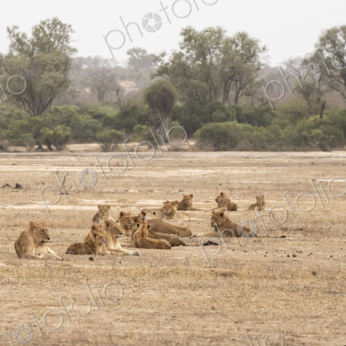 Pride of Lions, Panthera leo, in a rugged, eroded landscape. Pride of Lions, Panthera leo, in a rugged, eroded landscape.