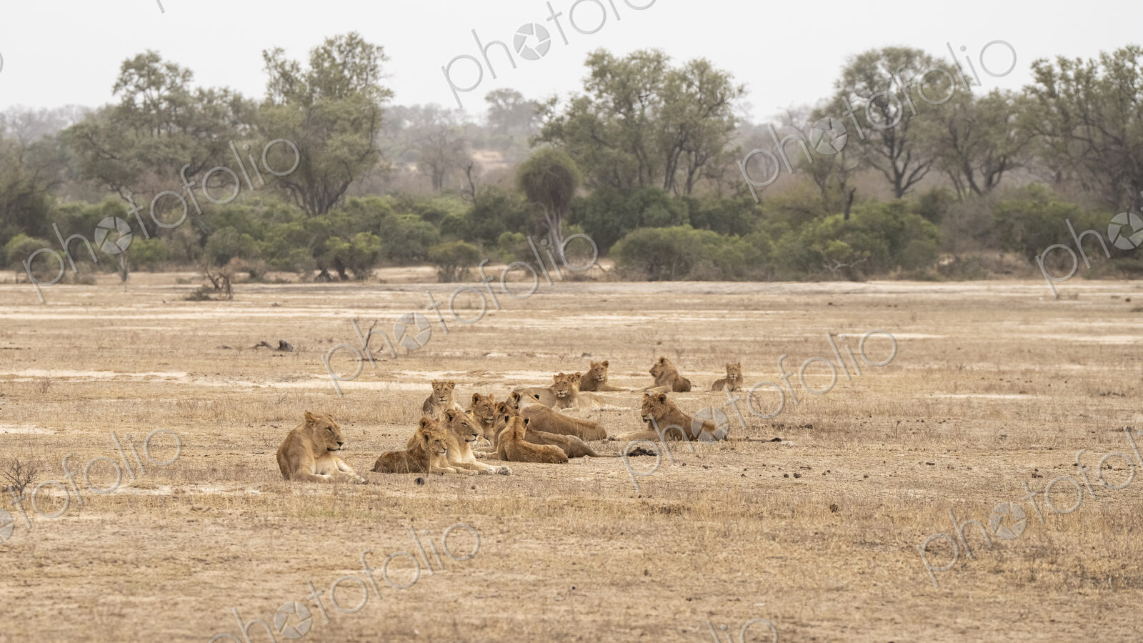 Pride of Lions, Panthera leo, in a rugged, eroded landscape.