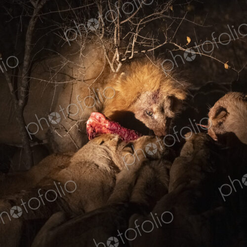 Pride of lions, Panthera leo, feeding on a kudu carcass. Pride of lions, Panthera leo, feeding on a kudu carcass.