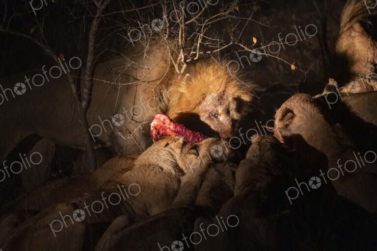 Pride of lions, Panthera leo, feeding on a kudu carcass.