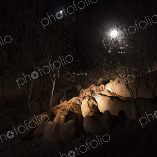 Pride of lions, Panthera leo, feeding on a kudu carcass. Pride of lions, Panthera leo, feeding on a kudu carcass.