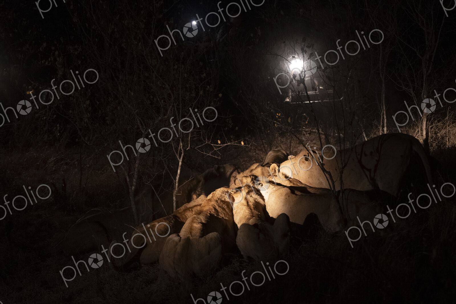 Pride of lions, Panthera leo, feeding on a kudu carcass.