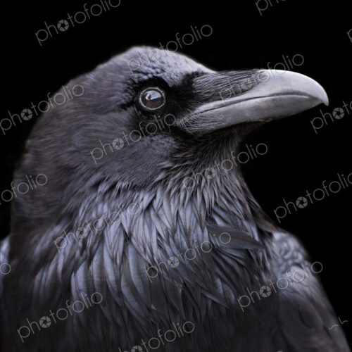 Profile of a Raven with a black background, California.