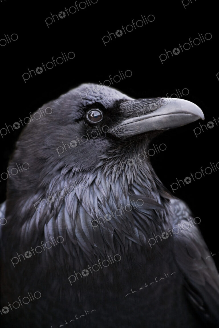 Profile of a Raven with a black background, California.