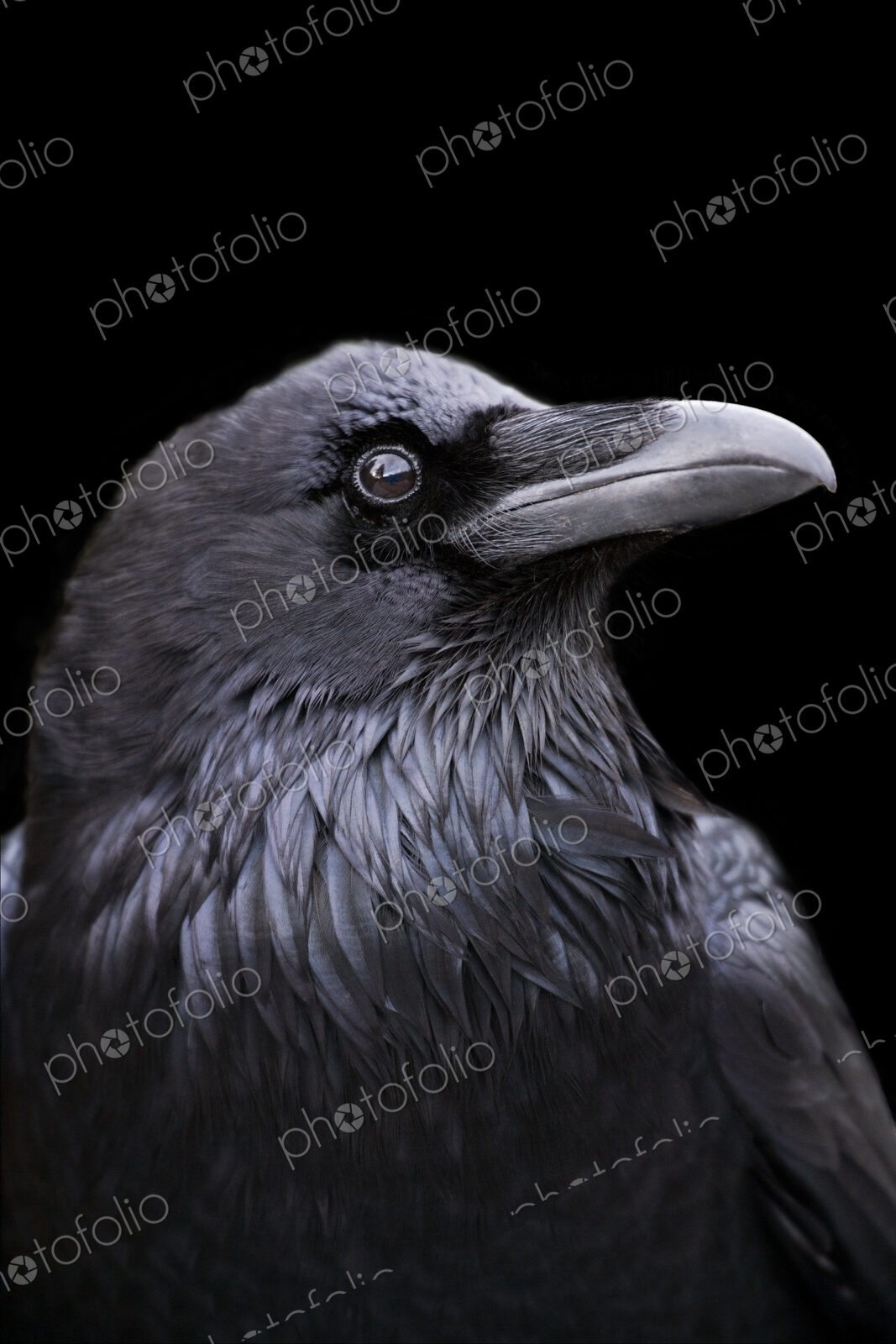 Profile of a Raven with a black background, California.