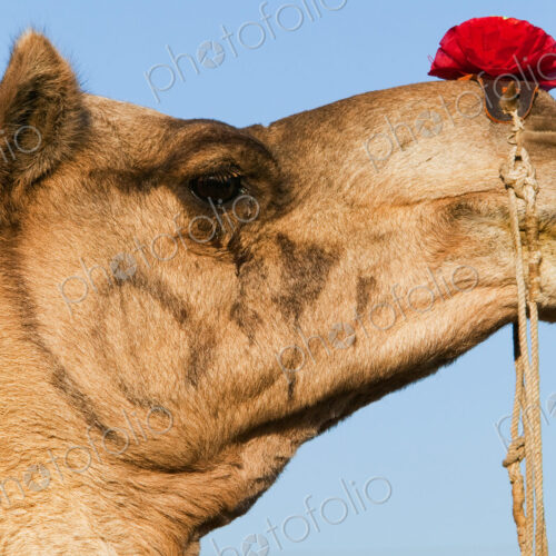Profile of a camel at the Pushkar Fair, Rajasthan, India Profile of a camel at the Pushkar Fair, Rajasthan, India