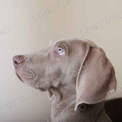 Profile of a weimaraner puppy, a side view of the head. Profile of a weimaraner puppy, a side view of the head.
