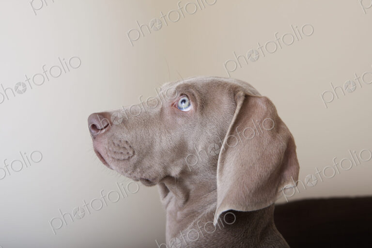 Profile of a weimaraner puppy, a side view of the head.