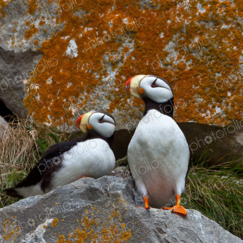 Puffins on a lichen-covered cliff. Horned puffins, Fratercula corniculata, Lake Clark…