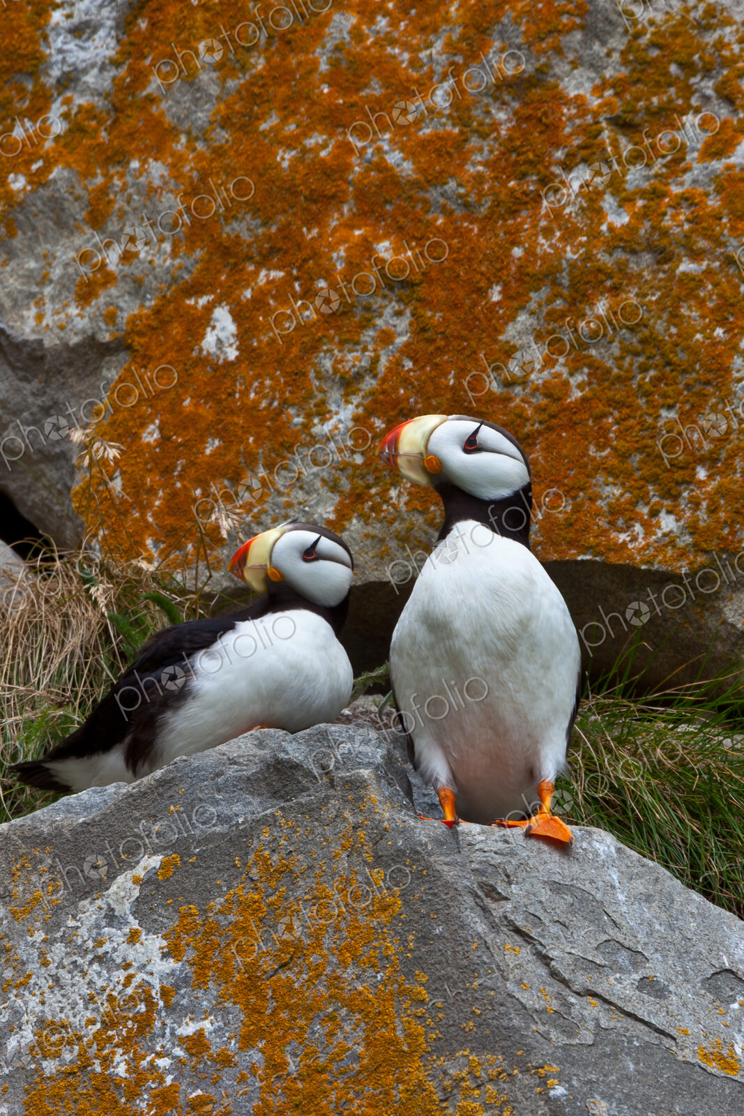 Puffins on a lichen-covered cliff. Horned puffins, Fratercula corniculata, Lake Clark…