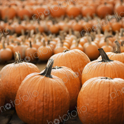 Pumpkins arranged in rows to be hardened off and dried. Organic farm. Pumpkins arranged in rows to be hardened off and dried. Organic farm.