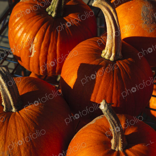 Pumpkins in sunlight Pumpkins in sunlight