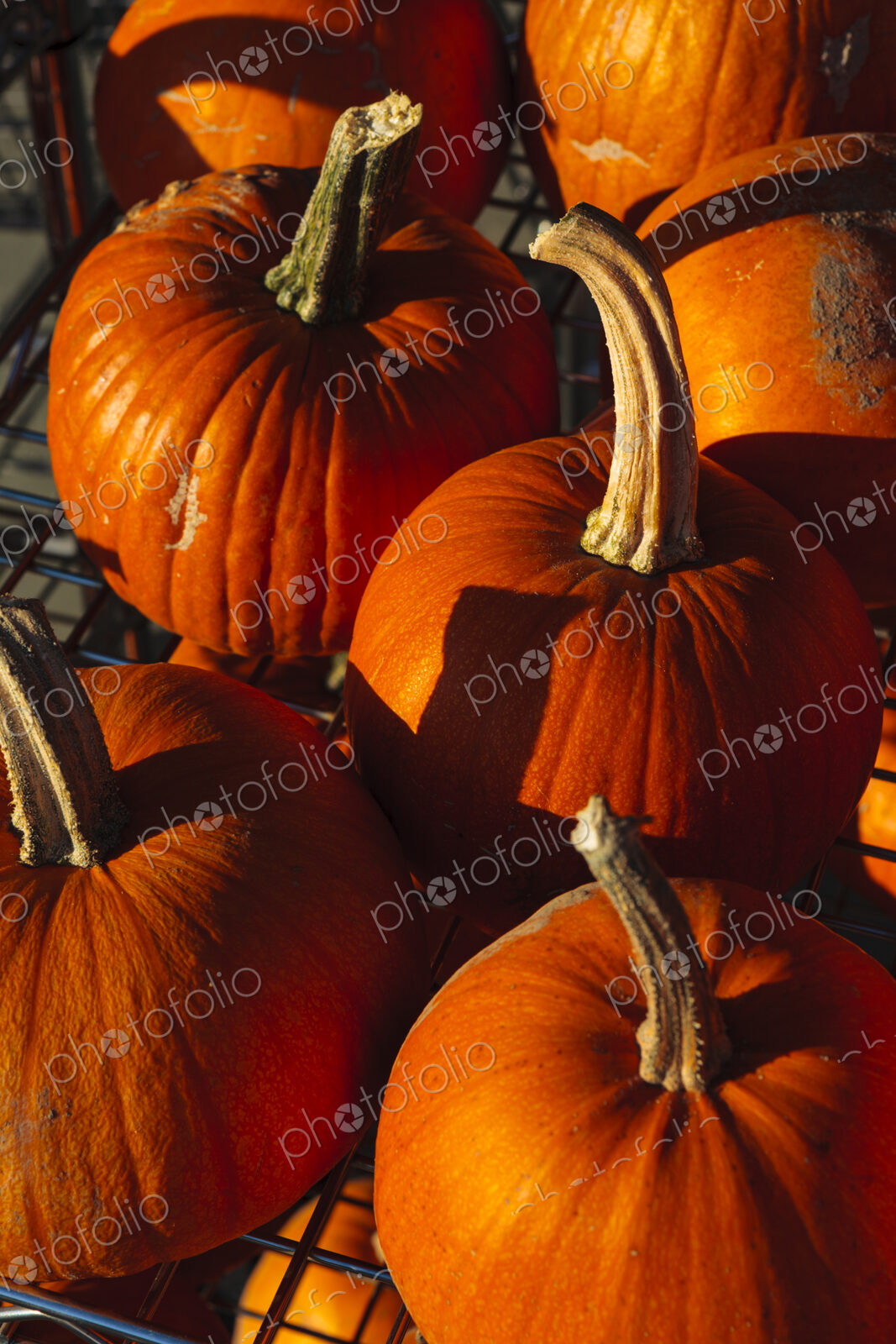 Pumpkins in sunlight