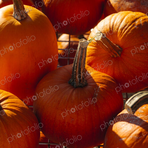 Pumpkins in sunlight, WA, USA Pumpkins in sunlight, WA, USA