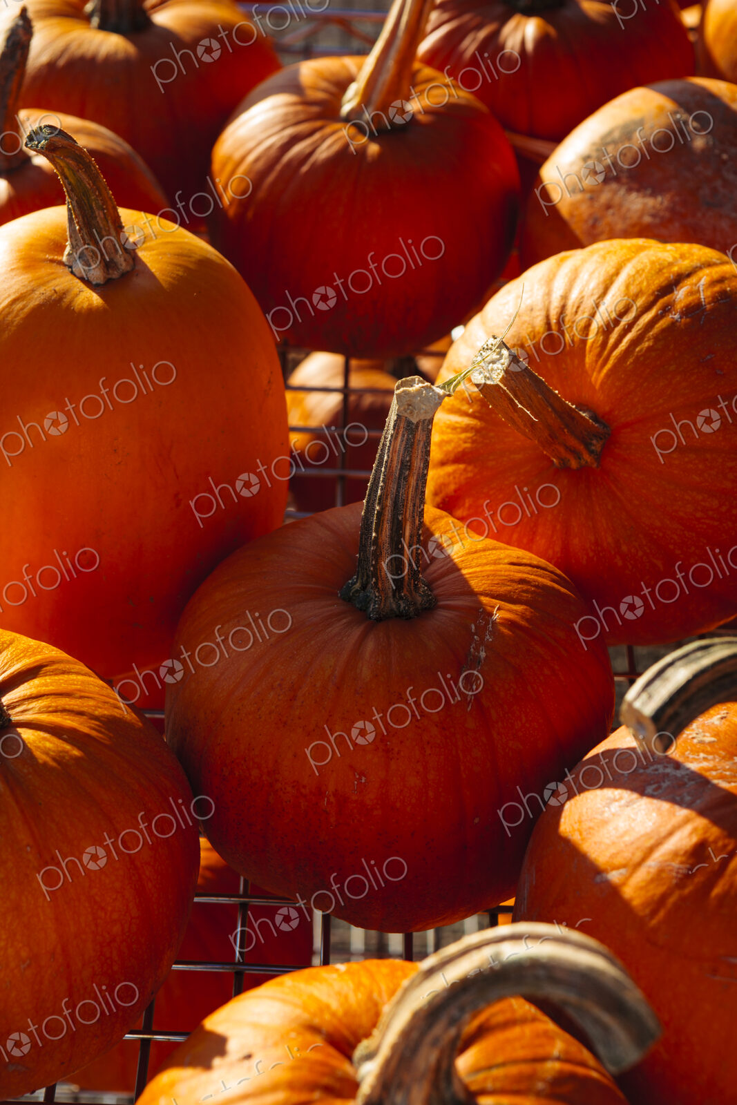 Pumpkins in sunlight, WA, USA