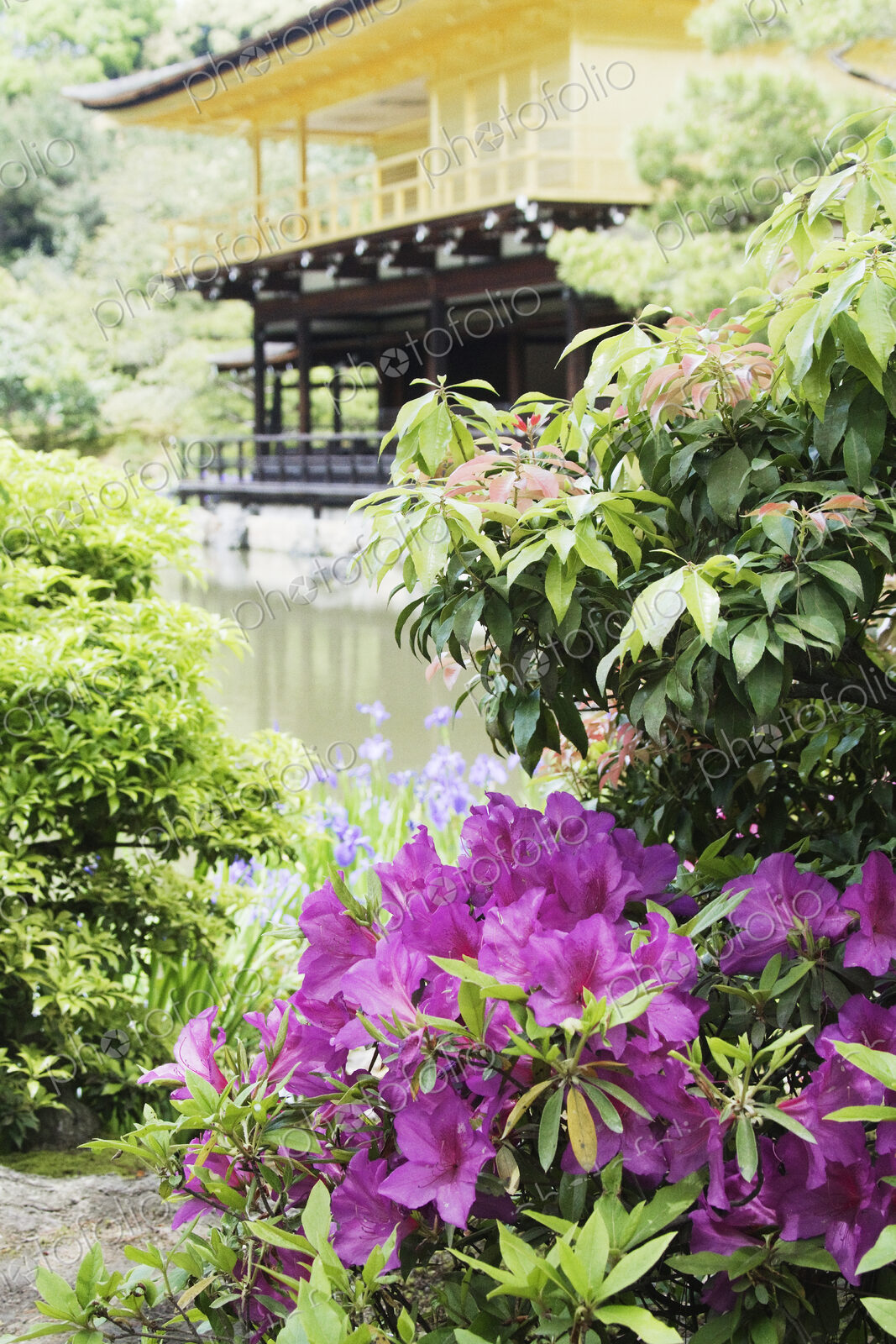 Purple Flowers In A Garden
