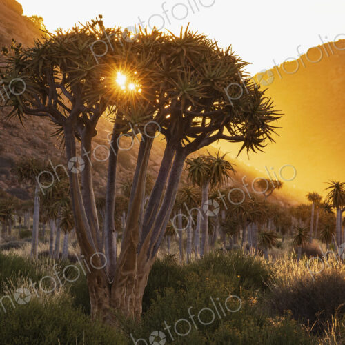 Quiver Tree Forest at Sunset in Namaquland, Kamassies, trees in a sunset glow.