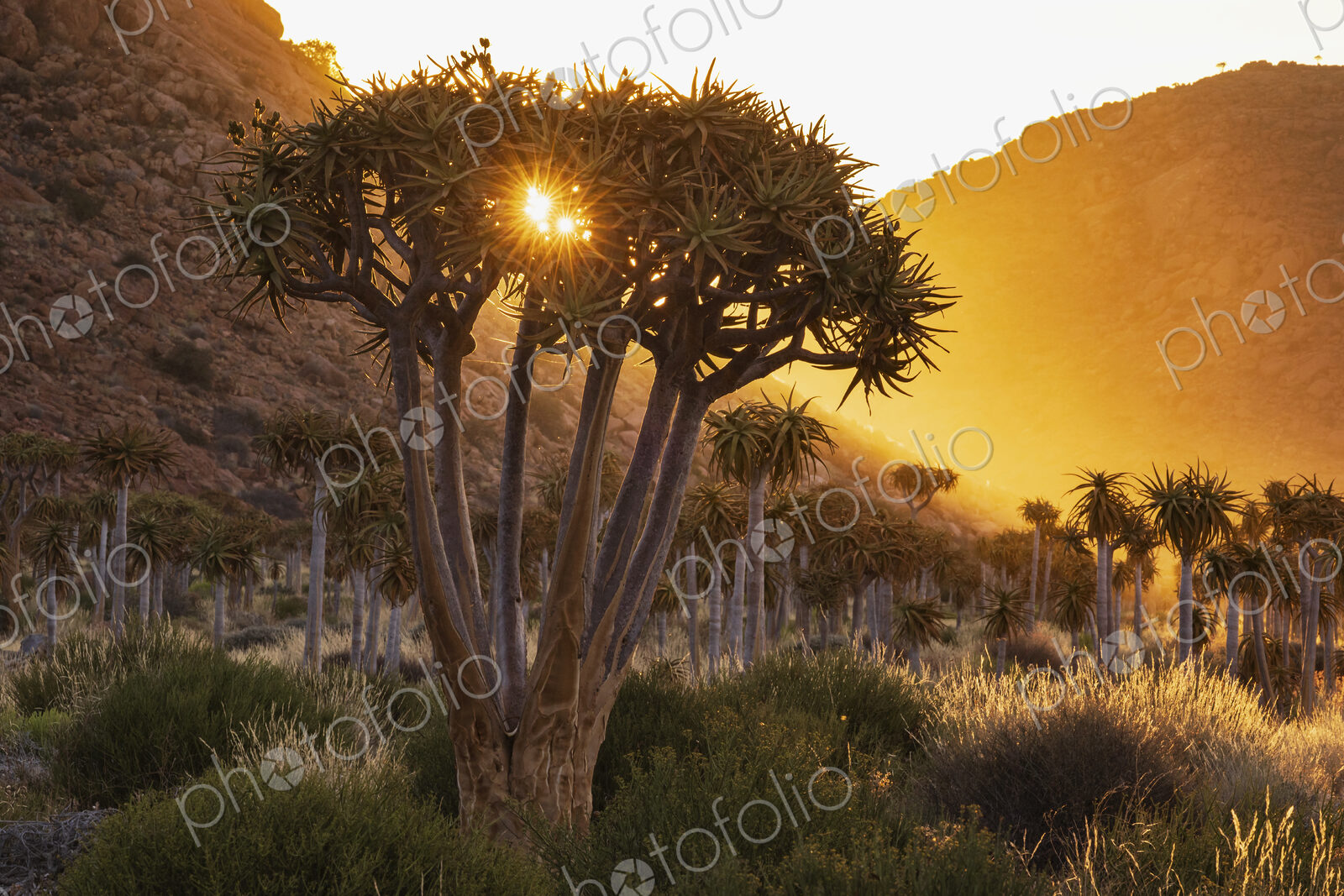 Quiver Tree Forest at Sunset in Namaquland, Kamassies, trees in a sunset glow.