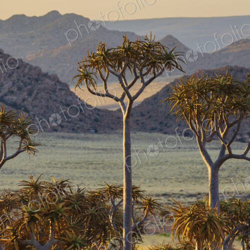 Quiver Tree Forest, the tall trees with branching canopies, and view over the…