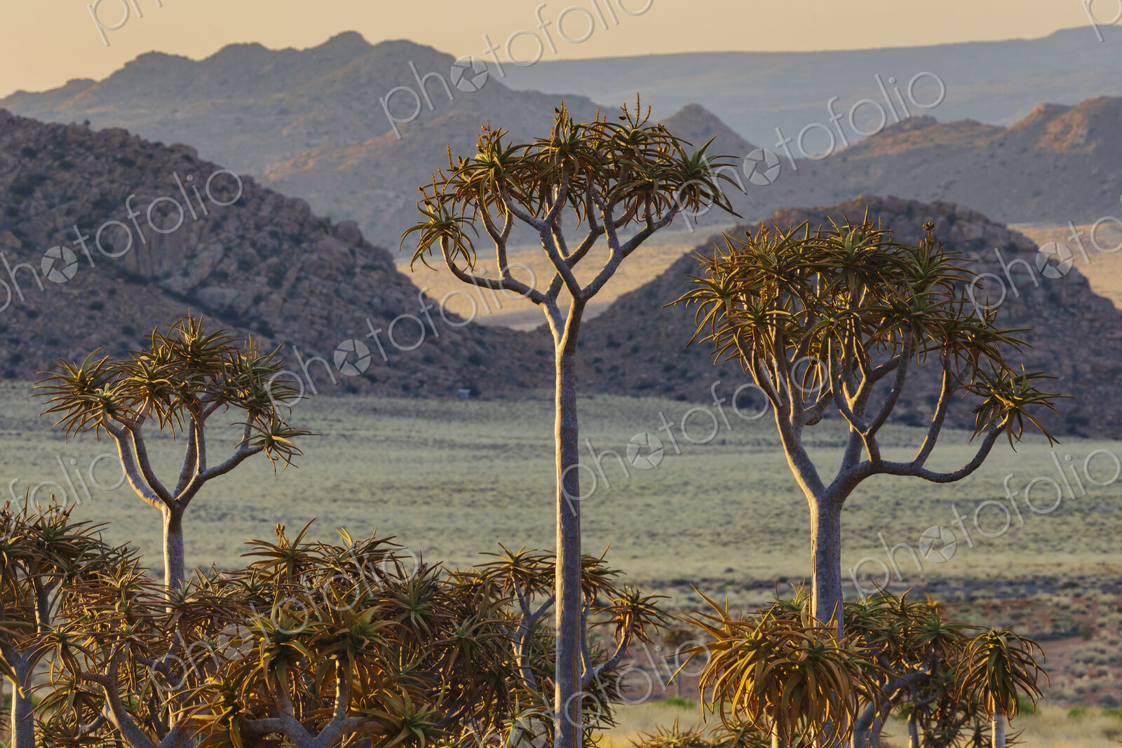 Quiver Tree Forest, the tall trees with branching canopies, and view over the…