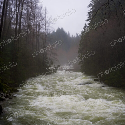 Rain swollen Lynn Canyon river, white water flowing fast down the river channel, tall… Rain swollen Lynn Canyon river, white water flowing fast down the river channel, tall…