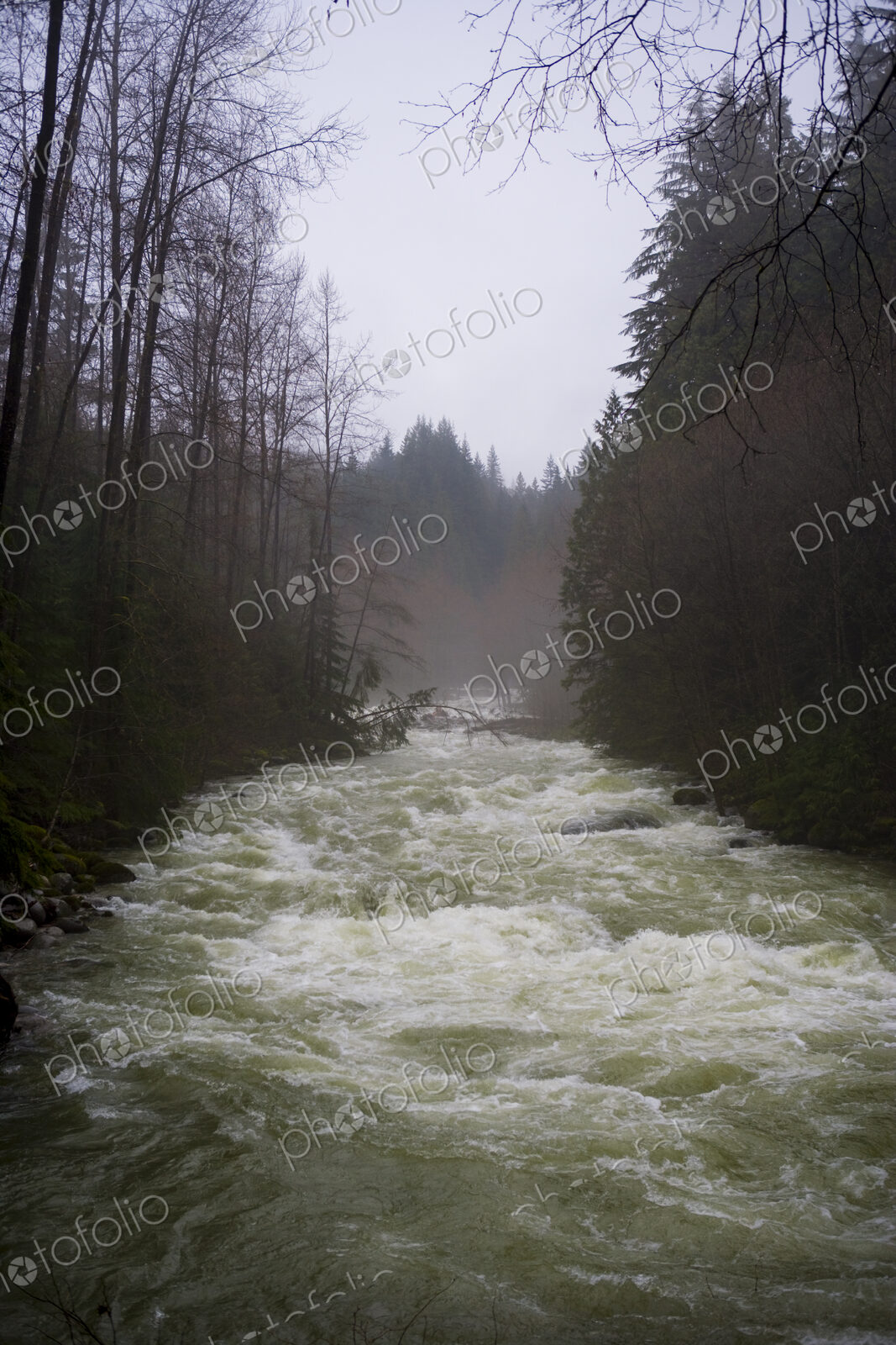 Rain swollen Lynn Canyon river, white water flowing fast down the river channel, tall…