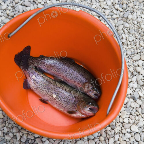 Rainbow Trout in Bucket Rainbow Trout in Bucket