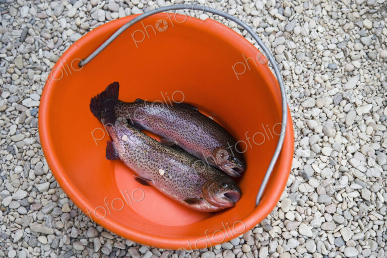 Rainbow Trout in Bucket