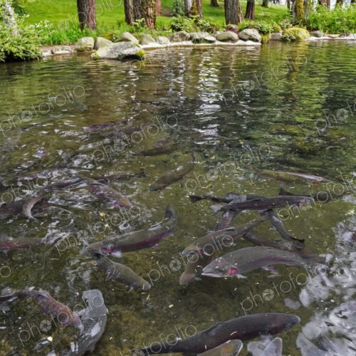 Rainbow trout swim in a clear pond at Bonneville Dam Fish Hatchery in Oregon, a site… Rainbow trout swim in a clear pond at Bonneville Dam Fish Hatchery in Oregon, a site…
