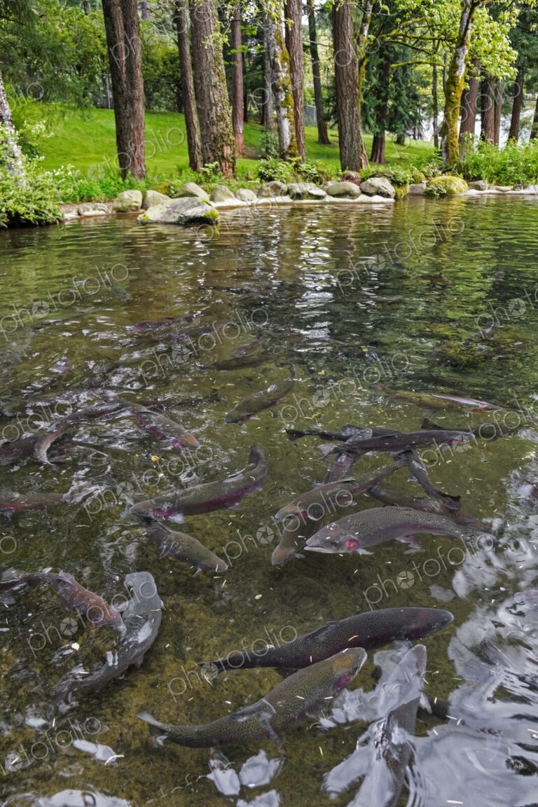 Rainbow trout swim in a clear pond at Bonneville Dam Fish Hatchery in Oregon, a site…