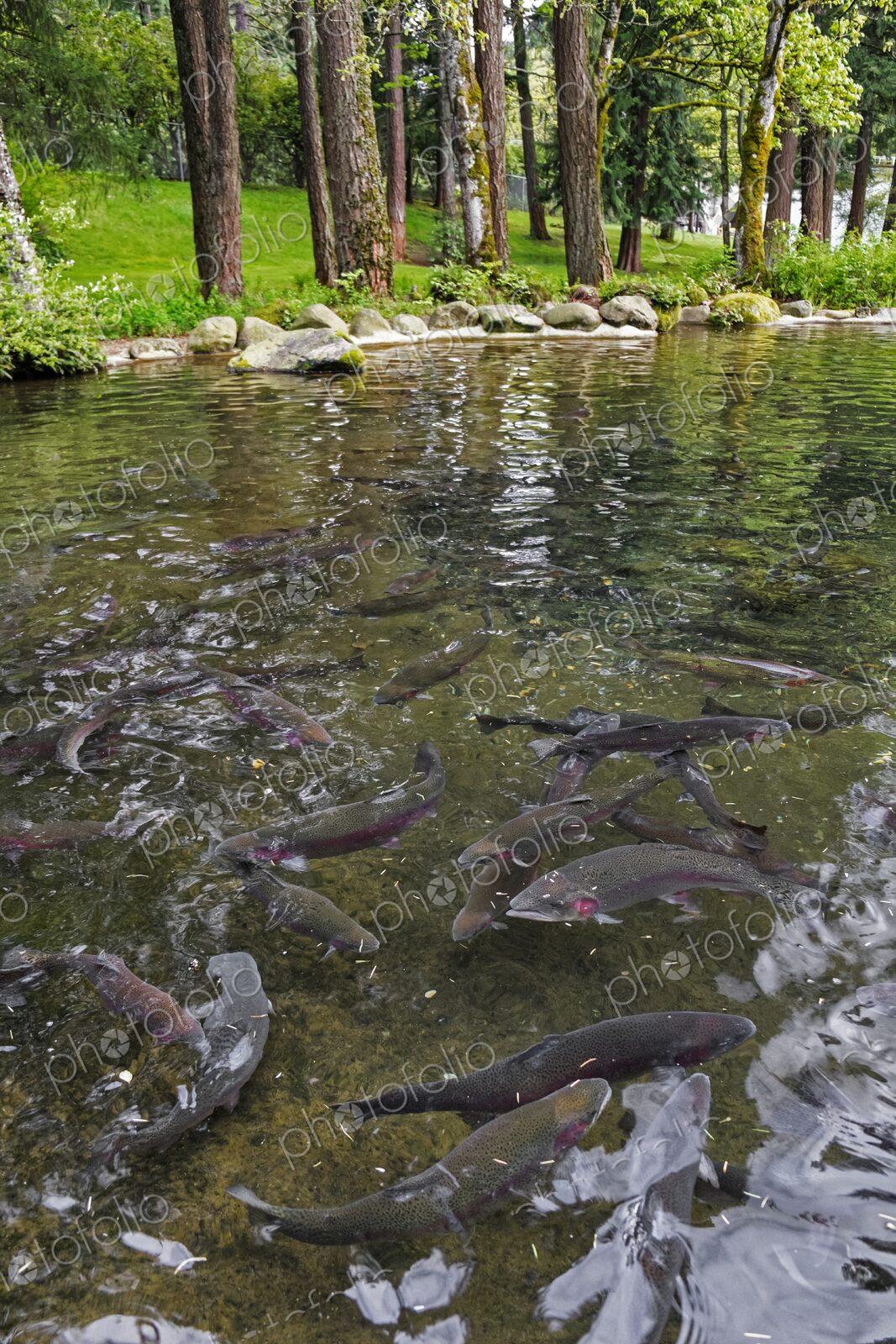 Rainbow trout swim in a clear pond at Bonneville Dam Fish Hatchery in Oregon, a site…