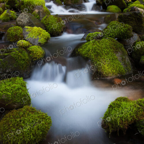 Rainforest stream, Olympic National Park, Washington Rainforest stream, Olympic National Park, Washington
