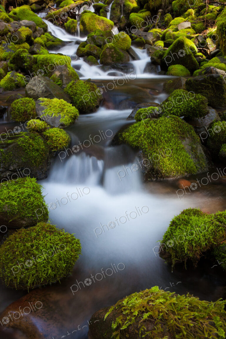 Rainforest stream, Olympic National Park, Washington