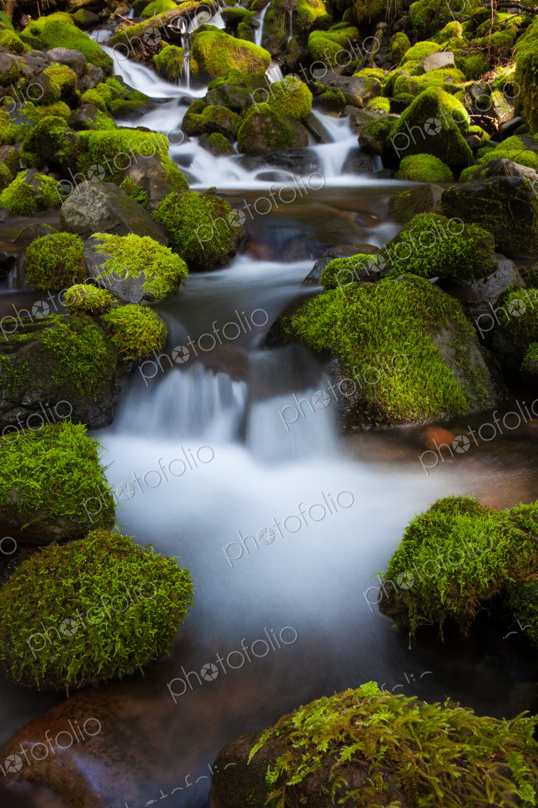 Rainforest stream, Olympic National Park, Washington