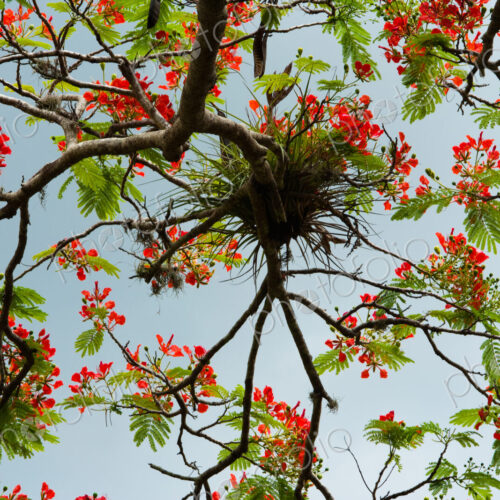 Rainforest tree, Puerto Rico Rainforest tree, Puerto Rico