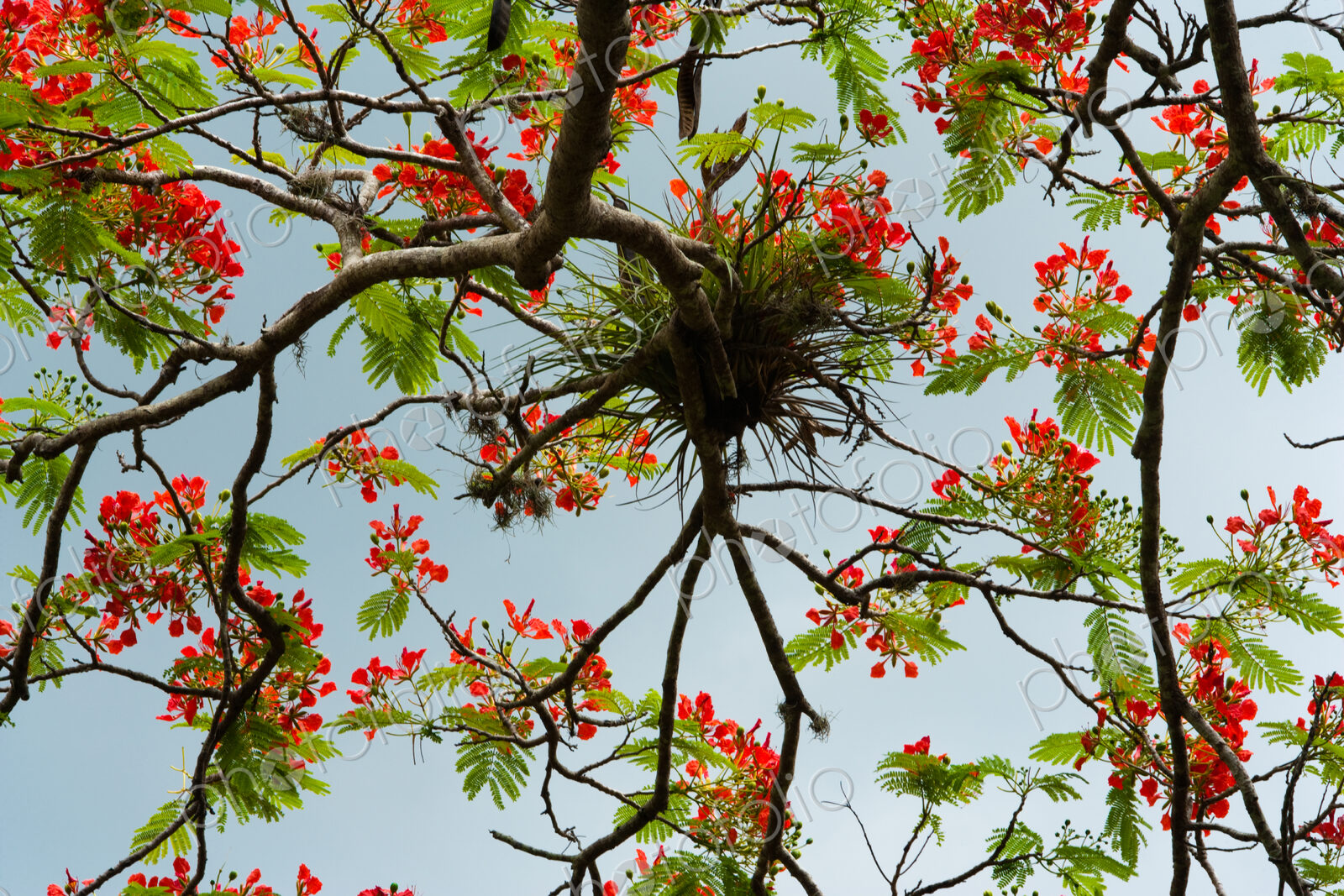Rainforest tree, Puerto Rico