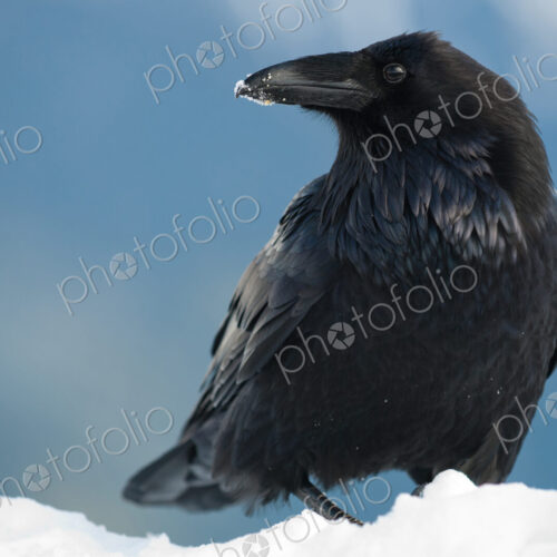 Raven in snow, Corvus corax, Olympic National Park, Washington, USA Raven in snow, Corvus corax, Olympic National Park, Washington, USA