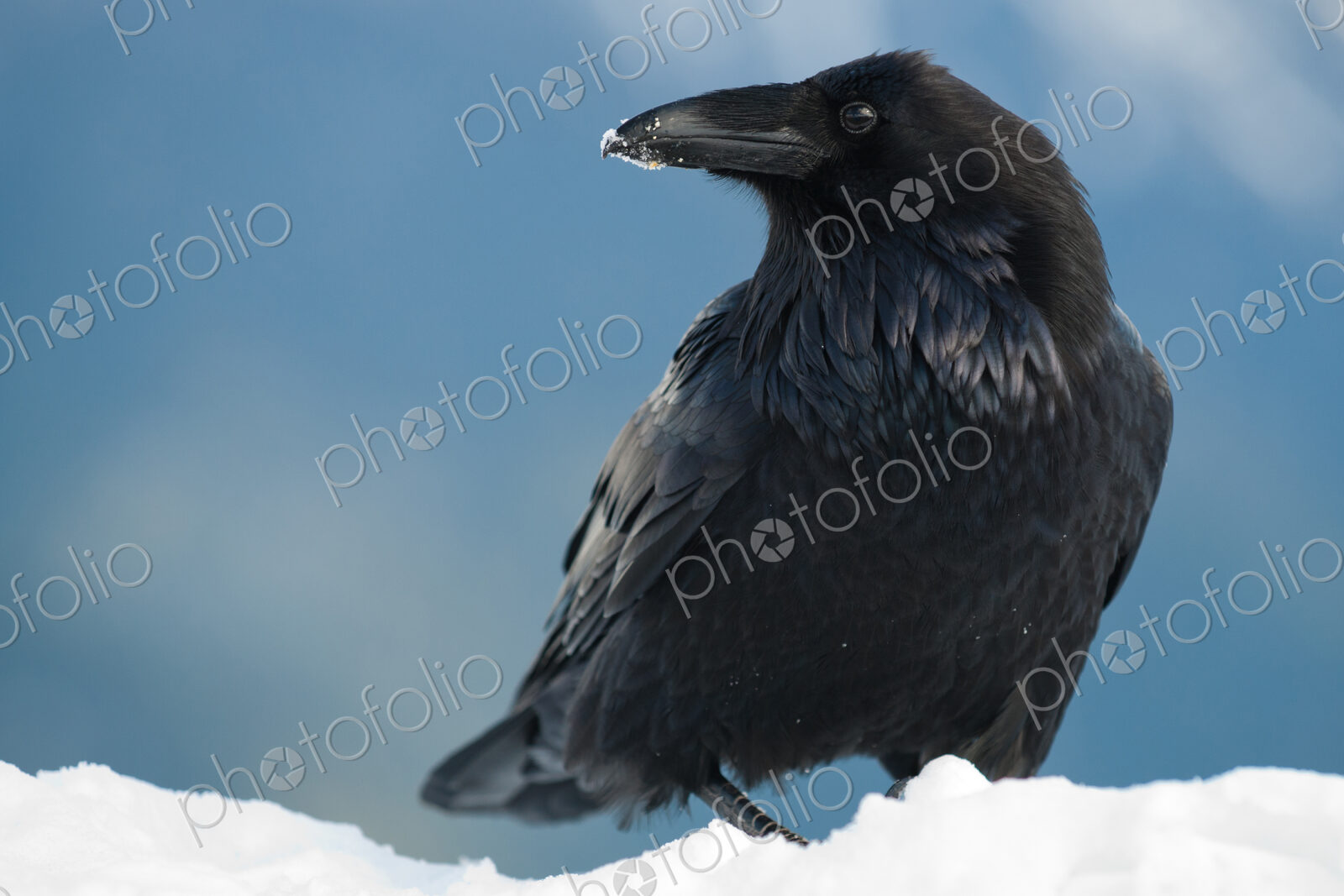 Raven in snow, Corvus corax, Olympic National Park, Washington, USA