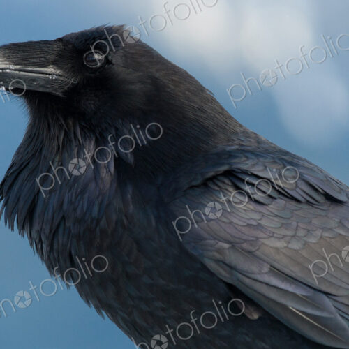 Raven with snow on its beak, Corvus corax, Olympic National Park, Washington, USA Raven with snow on its beak, Corvus corax, Olympic National Park, Washington, USA