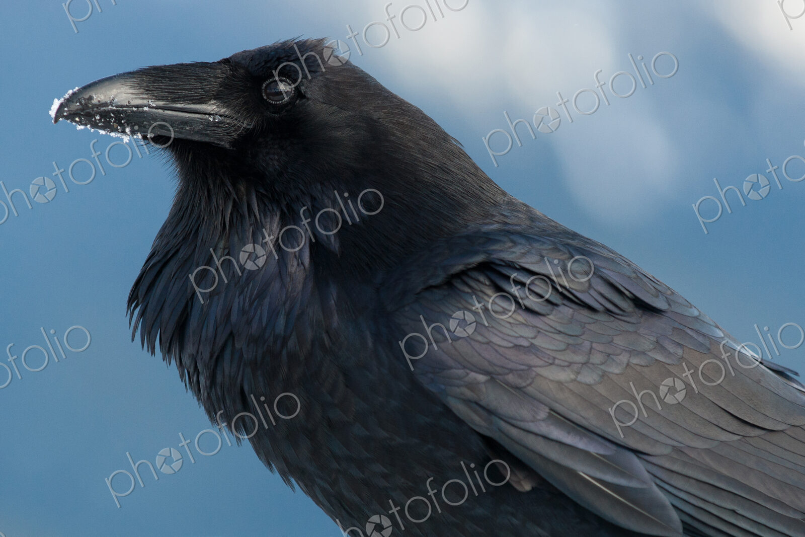 Raven with snow on its beak, Corvus corax, Olympic National Park, Washington, USA