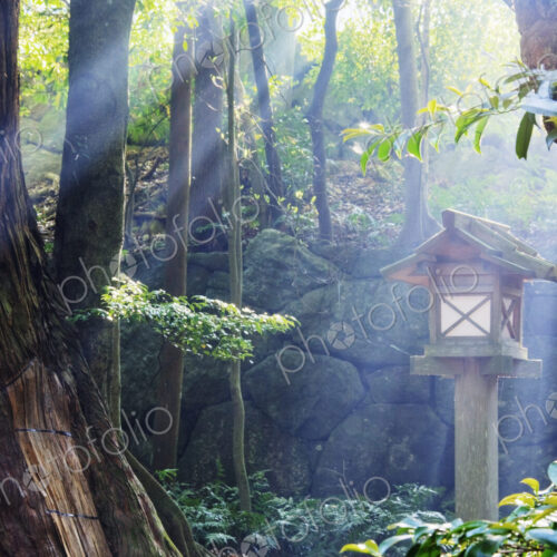 Rays of Sunlight Shining through a Japanese Forest Rays of Sunlight Shining through a Japanese Forest