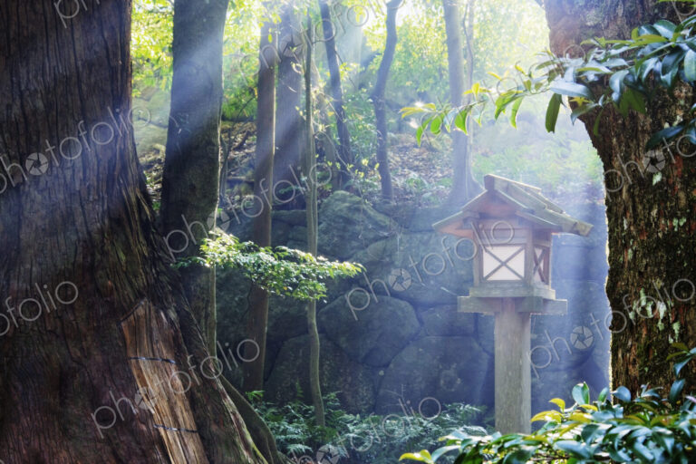 Rays of Sunlight Shining through a Japanese Forest
