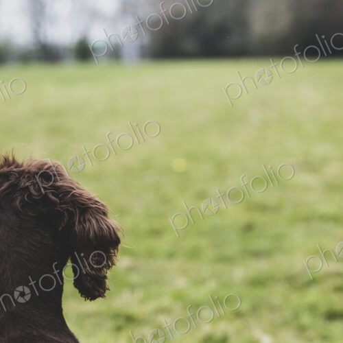 Rear view close up of Brown Spaniel dog sitting in a field. Rear view close up of Brown Spaniel dog sitting in a field.
