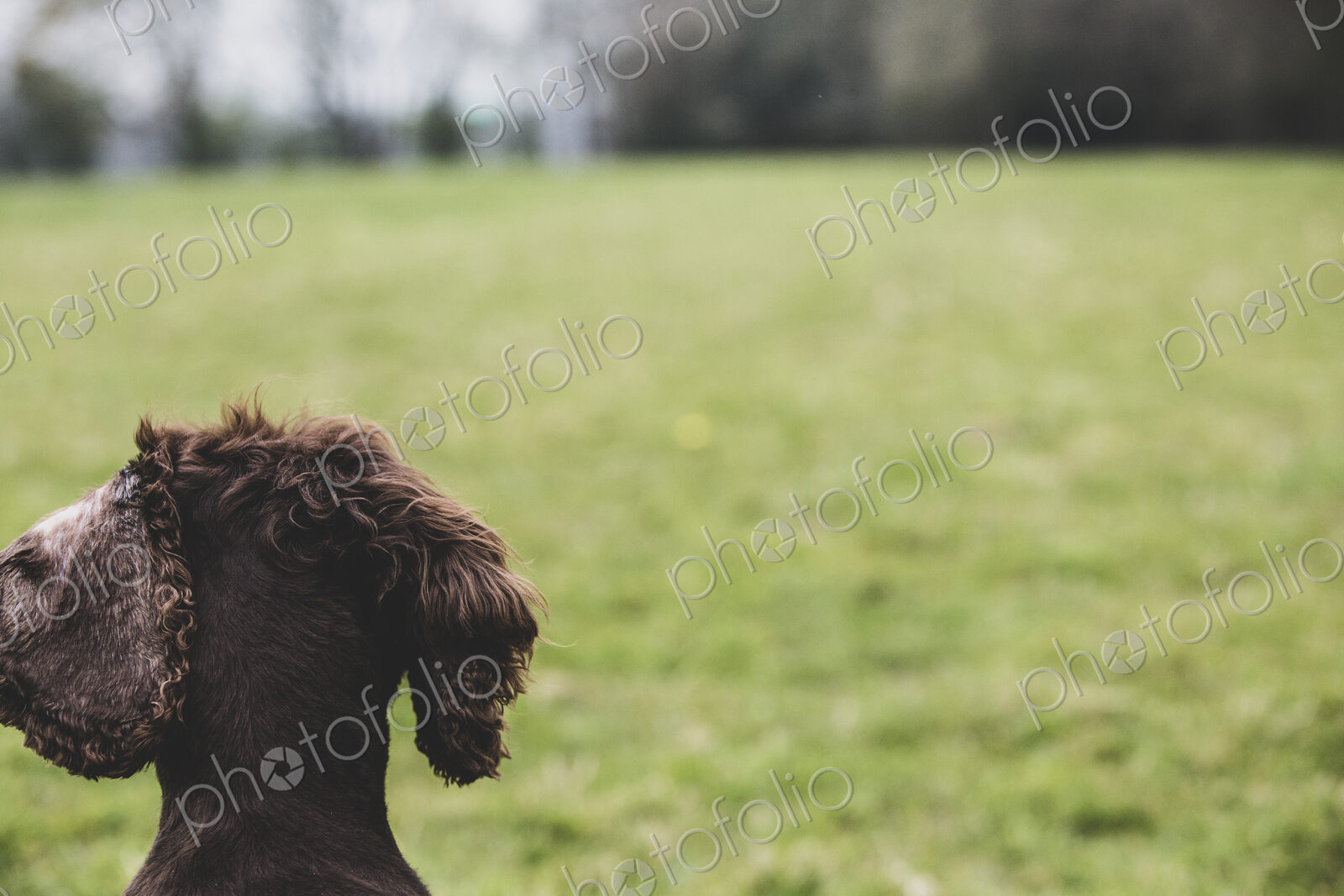 Rear view close up of Brown Spaniel dog sitting in a field.
