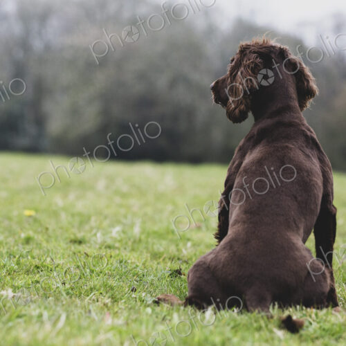 Rear view of Brown Spaniel dog sitting in a field.